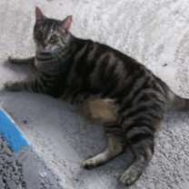 Thumbnail photo of Mama Kitty - Center Foster Home #3