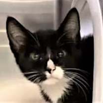 Thumbnail photo of Clooney #1