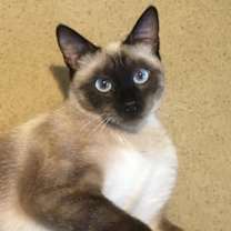 Thumbnail photo of Francesca Talkative & Bossy Like A Siamese!! #1