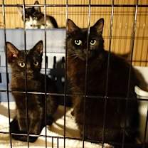 Thumbnail photo of Sweet Bella! Really Nice! Look At Her Kittens! #1