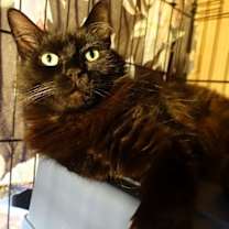 Thumbnail photo of Sweet Bella! Really Nice! Look At Her Kittens! #2