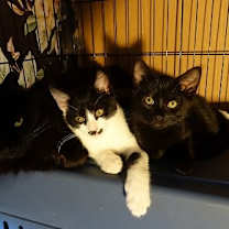 Thumbnail photo of Sweet Bella! Really Nice! Look At Her Kittens! #3