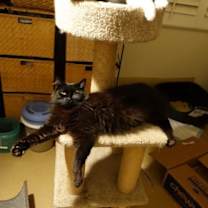 Thumbnail photo of Sweet Bella! Really Nice! Look At Her Kittens! #4