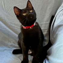 Thumbnail photo of Java, I'm Gentle! Adopt Me With Daisy! #2