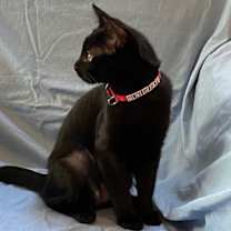 Thumbnail photo of Java, I'm Gentle! Adopt Me With Daisy! #3