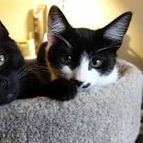 Thumbnail photo of Java, I'm Gentle! Adopt Me With Daisy! #4