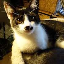 Thumbnail photo of DAISY, Most Loved! Adopt Me With Java! #2