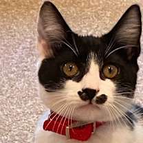 Thumbnail photo of DAISY, Most Loved! Adopt Me With Java! #3