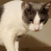Thumbnail photo of A- Donny -I am a Talker! Mom is A Siamese! #1