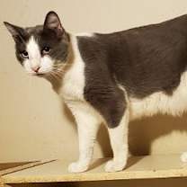 Thumbnail photo of A- Donny -I am a Talker! Mom is A Siamese! #2