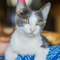 Thumbnail photo of A- Donny -I am a Talker! Mom is A Siamese! #3