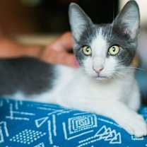 Thumbnail photo of A- Donny -I am a Talker! Mom is A Siamese! #4