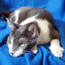 Thumbnail photo of Valentino - Bottle Fed & Hand-Raised #2