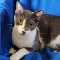 Thumbnail photo of Valentino - Bottle Fed & Hand-Raised #3