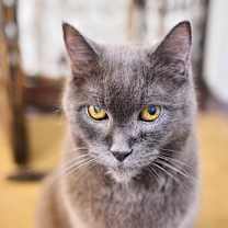 Thumbnail photo of Paolo #1