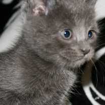 Thumbnail photo of Pebble - I am A Russian Blue #1