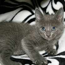 Thumbnail photo of Pebble - I am A Russian Blue #2