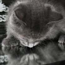 Thumbnail photo of Pebble - I am A Russian Blue #3