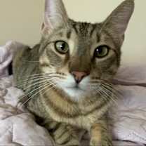 Thumbnail photo of Claus #1