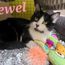 Thumbnail photo of Jewel #2