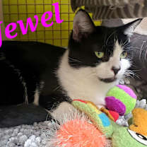 Thumbnail photo of Jewel #3