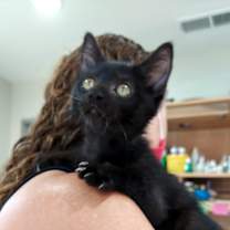 Thumbnail photo of Yolani  (ADOPTED!) #3