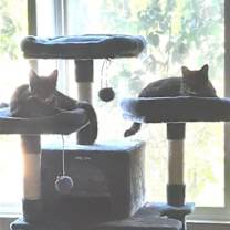 Thumbnail photo of Tigra #4