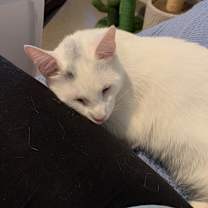 Thumbnail photo of Shazam #4