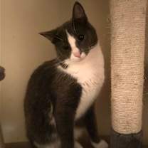 Thumbnail photo of Miss Clio #1