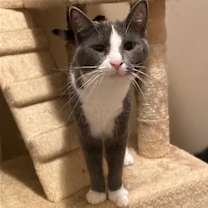 Thumbnail photo of Miss Clio #2