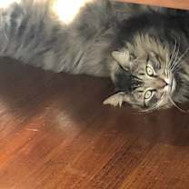 Thumbnail photo of Jimmy #1