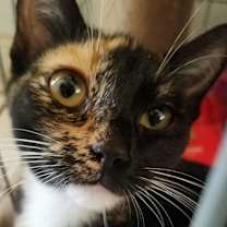 Thumbnail photo of Cinnamon & Maple #1