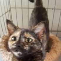 Thumbnail photo of Cinnamon & Maple #2