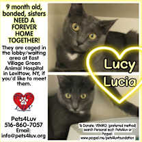 Thumbnail photo of Lucy - Bob #2