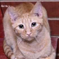 Thumbnail photo of Aries #4