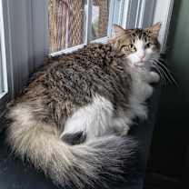 Thumbnail photo of Dexter #3