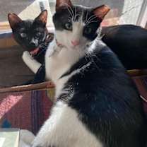 Thumbnail photo of Salt & Pepper #1