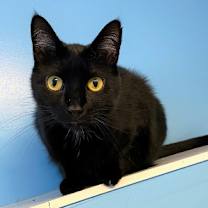 Thumbnail photo of Taffy #3