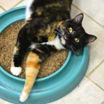 Thumbnail photo of Gabby #1