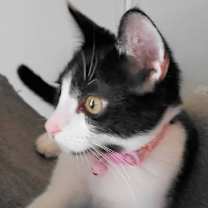 Thumbnail photo of A-Tinker Bell #2