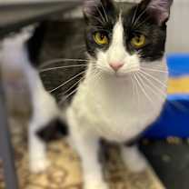 Thumbnail photo of Rebel #3