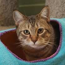 Thumbnail photo of Savannah #1