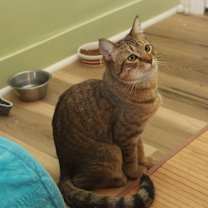Thumbnail photo of Savannah #2