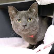 Thumbnail photo of Angel #3