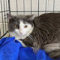 Thumbnail photo of Bear #1