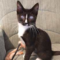 Thumbnail photo of Pepe #1