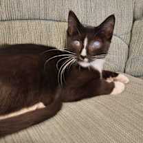 Thumbnail photo of Pepe #2