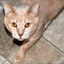 Thumbnail photo of Ferrari #1