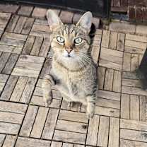 Thumbnail photo of Linus #1