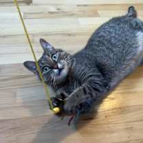 Thumbnail photo of Linus #2